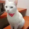 𝓙𝓾𝓵𝓲𝓮𝓽𝓪 - @dania_cabrera - TikTok