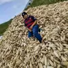 Dania Castro - @dania.castro06 - TikTok