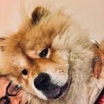 Dania Khatib - @khatib.dania - Instagram