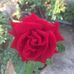 Dania Muñiz - Facebook