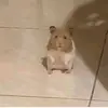 daniaramon - @daniadeceano - TikTok