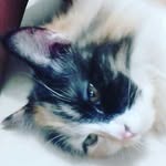danial danish - @danialdanish240 - Instagram