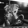 𝐝𝐚𝐧𝐢𝐚𝐥𝐝𝐚𝐧𝐢𝐬𝐡✦ - @dxnixldxnish - TikTok