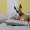 Daniel Alfieri - @daniel.alfieri5 - TikTok