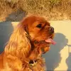 danielallain2 - @danielallain2 - TikTok