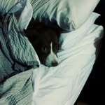 Daniel Evan Alling - @danielevanalling - Instagram