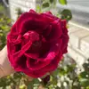 danielallo65 - @danielallo65 - TikTok