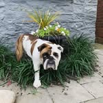 Daniel Allyn - @daniel_allyn8956 - Instagram
