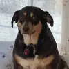 Adelyn’s Mom - @danielle.althaus.ofpets - TikTok