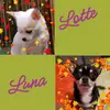 🌻Daniela🍀Chihuahuamami🐶🐶🌻 - @danielamann72 - TikTok