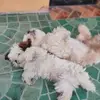 daniel - @danielandaya44 - TikTok