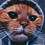Daniel andreola - @andreola_daniel - Instagram