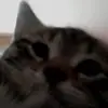 Daniel Anglin525 - @dadswatching1005 - TikTok