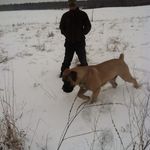 Daniel Anna - @boerboelmommy - Instagram