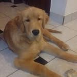 Daniel Antonini - @danielantonini1122 - Instagram