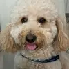 danielaardito485 - @danielaardito485 - TikTok
