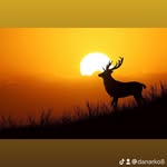 Daniel Arko - @arko_dan - Instagram