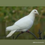 Daniel Armah - @daniel.armah.754703 - Instagram