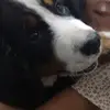 sofi - @danielartigues - TikTok