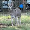 Daniel Arvizu - @daniel.arvizu70 - TikTok
