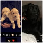 Daniel🐕‍🦺Aston🦮Martin🦮 - @danielastonmartin - Instagram