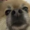dataygksj8e - @daniel.ataydeflor - TikTok