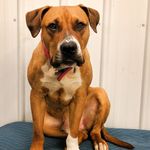 Daniel Audet - @sigma_dogs - Instagram