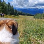 Daniel Auerbach - @dieauis - Instagram