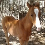 jose marcos 🐎🐄🐎 - @daniela_ze_marcos_maria_lis - Instagram