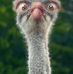 Daniel Babik - Facebook