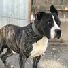 DANIEL Badea - @danielbadea45 - TikTok