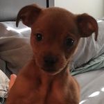 Daniel Balog - @rocketspetsupplies - Instagram