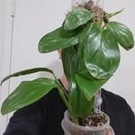 Daniel Bee's Plants - @danielbeeplants - Instagram