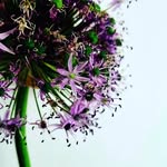 Daniel Beiler - @yusudoltan - Instagram