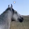 DANIELBEK# - @danielbek70 - TikTok