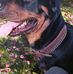Daniel Bellerive - Facebook