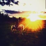 Daniel.Bellomo - @daniel.bellomo_ - Instagram
