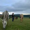 danielbelloso491 - @danielbelloso491 - TikTok