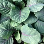 Daniel Berlin Garden - @danielberlingarden - Instagram