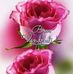 Daniel Berline - Facebook