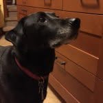 Daniel Berliner - @animallover6565 - Instagram