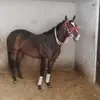 Daniel Bernardino - @daniel.bernardino37 - TikTok