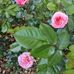 Daniel Berton - Facebook