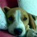 Daniel Bertone - Facebook