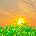 Daniel Bhatti - Facebook