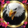 danielbicknell981 - @danielbicknell981 - TikTok