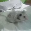 Daniel Mester - @danielbiczo - TikTok