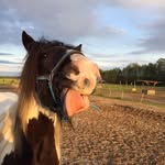 Daniela Bielefeldt - @danielabielefeldt - Instagram