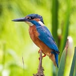 Daniel Biggin Nature - @dbiggin_nature - Instagram