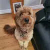 Danielle Collett - @daniellebiggin - TikTok